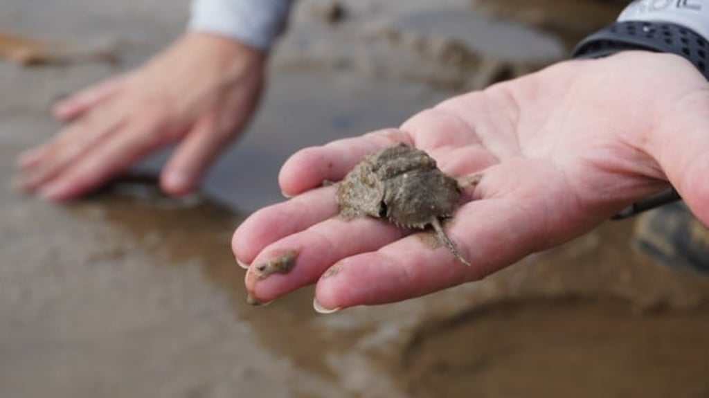 A wildlife juvenile horseshoe crab is found. A wildlife juvenile horseshoe crab is found.